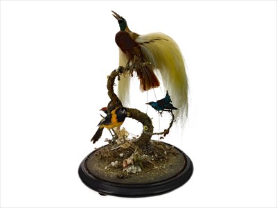 Lot 1350 - A TAXIDERMY BIRD OF PARADISE