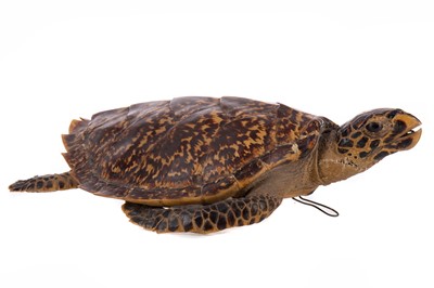 Lot 796 - A TAXIDERMY HAWKSBILL TURTLE